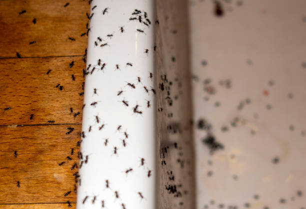 Best Insect Control  in Goodlettsville, TN